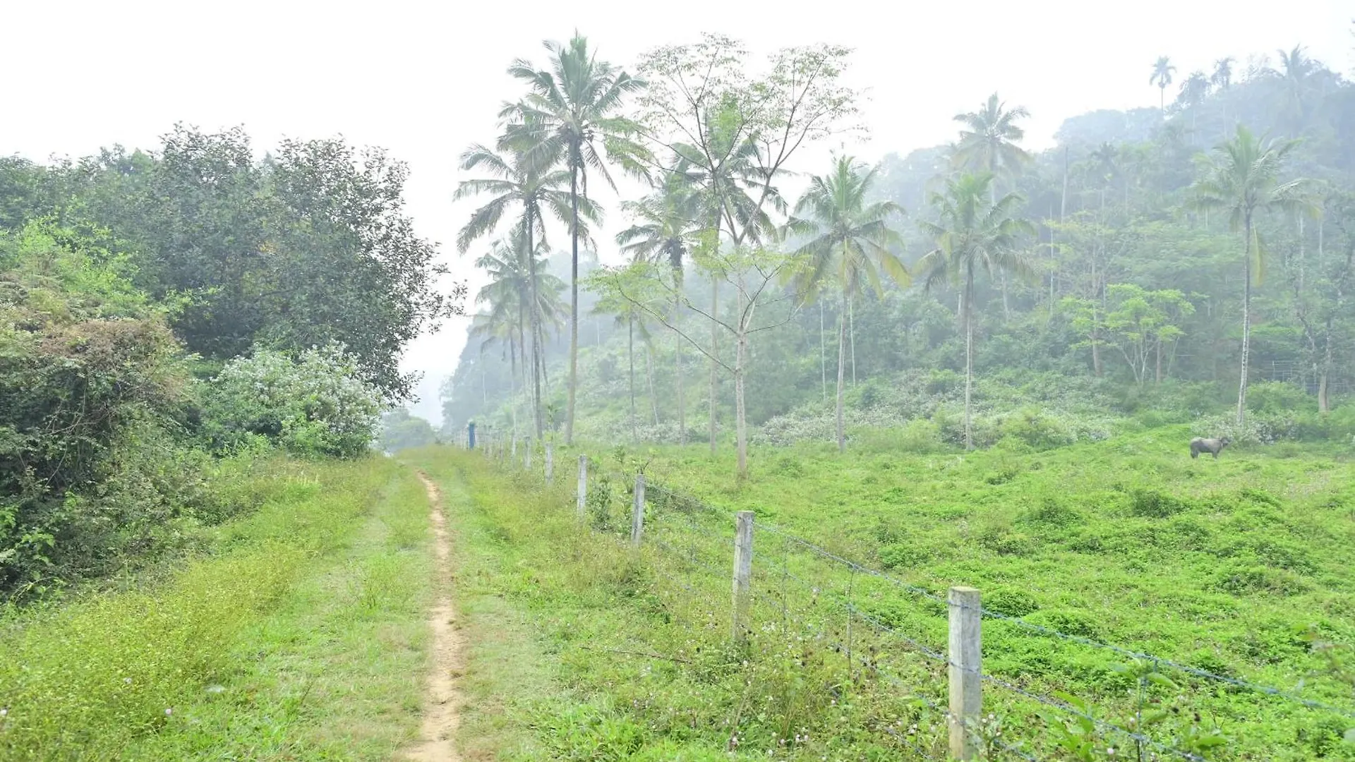 Sansree Homestay Mananthavady